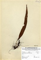 藏品(奧瓦葦)的圖片